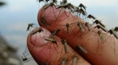 Ce trebuie să faceți dacă țânțarii sunt sofisticați?